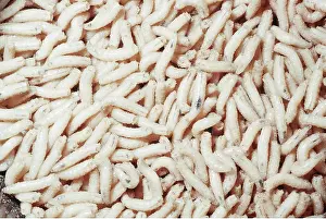 Blow: BLOW FLY / BLUE BOTTLE MAGGOTS