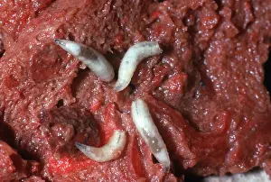 Meat: BLOW-FLY / Blue Bottle Maggots - Can infect wounds