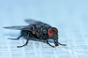 Bacterium: Blow fly (Calliphoridae) drinking water with the