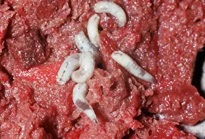 Meat: BLOW FLY LARVAE / MAGGOTS - (Blue Bottle)