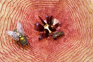 Gigantea: Blowflies on Stapelia