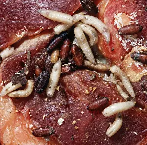 Cycles: BLOWFLY / BLUE BOTTLE MAGGOTS & EGG