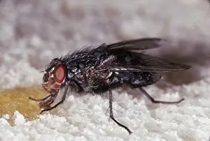 Proboscis: BLOWFLY / Bluebottle