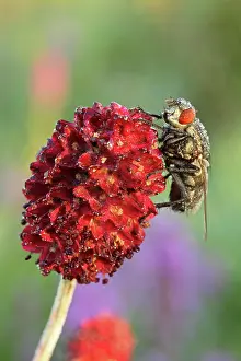 Blow: Blowfly (Calliphora vicina) on Groier Wiesenknopf