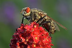 Blow: Blowfly (Calliphora vicina) on Groier Wiesenknopf