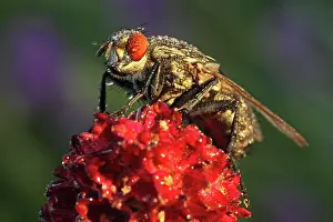 Blow: Blowfly (Calliphora vicina) on Groier Wiesenknopf