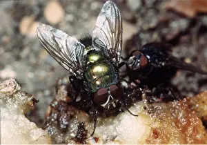 Pascal Goetgheluck: BLOWFLY / Greenbottle - TOP