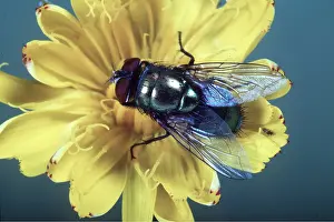 Pascal Goetgheluck: BLOWFLY (Greenbottle) - ON FLOWER