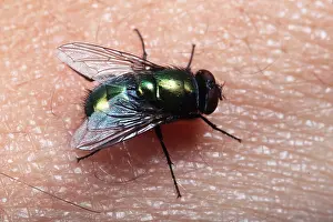 Pascal Goetgheluck: BLOWFLY (GREENBOTTLE) - ON SKIN
