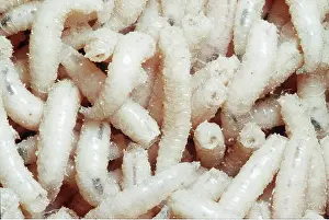 Blowflies: BLOWFLY MAGGOTS
