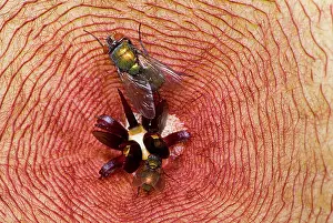 Gigantea: Blowfly on Stapelia