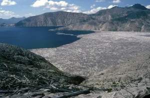 Blown: Blown-down Trees on Spirit Lake, Mount St. Helens