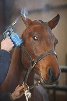 Fires: Blowtorch hair removal of a Franches-Montagnes horse France