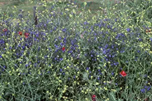 Roadside: Blue alkanet flowers