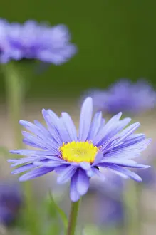 Alpinus: Blue alpine daisy, Aster alpinus, close up of single