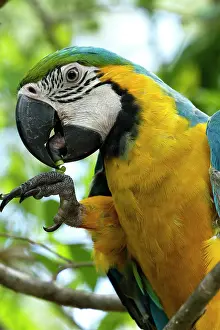 Macaw: Blue-and-gold / Blue-and-yellow Macaw