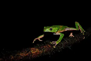 Phyllomedusa: Blue-and-yellow Frog, Bicoloured Tree-frog, Giant