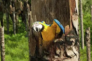 Ararauna: Blue-and-Yellow Macaw