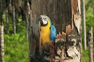 Ararauna: Blue-and-Yellow Macaw