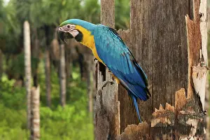 Ararauna: Blue-and-Yellow Macaw