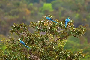 Ararauna: Blue-and-Yellow Macaw / Blue-and-Gold Macaw - three