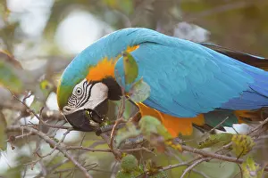 Ararauna: Blue-and-Yellow Macaw / Blue-and-Gold Macaw - portrait