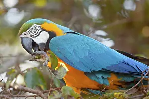 Ararauna: Blue-and-Yellow Macaw / Blue-and-Gold Macaw - portrait