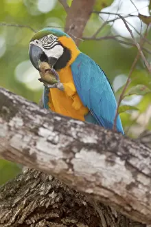 Ararauna: Blue-and-Yellow Macaw / Blue-and-Gold Macaw - portrait