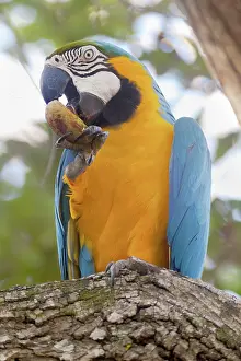 Ararauna: Blue-and-Yellow Macaw / Blue-and-Gold Macaw - portrait