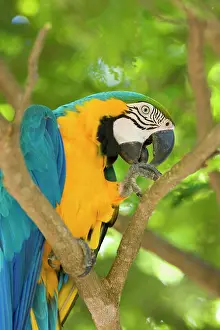 Ararauna: Blue-and-Yellow Macaw / Blue-and-Gold Macaw - portrait