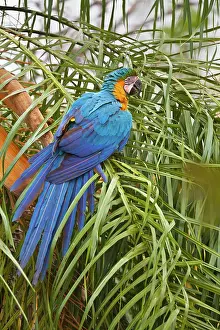 Ararauna: Blue-and-Yellow Macaw / Blue-and-Gold Macaw - single