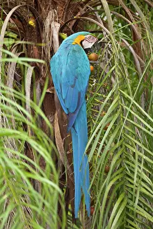 Ararauna: Blue-and-Yellow Macaw / Blue-and-Gold Macaw - single