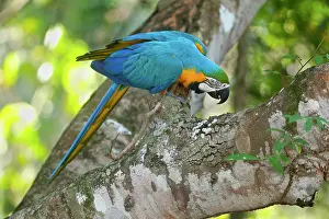 Ararauna: Blue-and-Yellow Macaw / Blue-and-Gold Macaw - single
