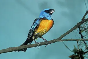 Thraupis: Blue-and-yellow Tanager