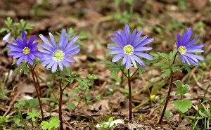 Blanda: Blue Anemones