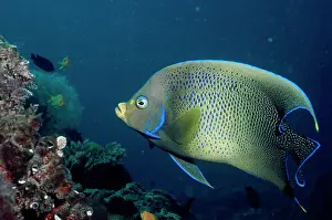 Pomacanthus: BLUE ANGEL FISH