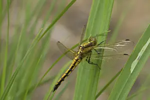 Dragonflies: Blue Arrow (Orthetrum cancellatum)