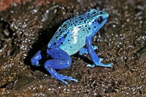 Azureus: Blue Arrow Poison Frog