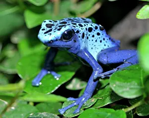 Azureus: Blue Arrow Poison Frog