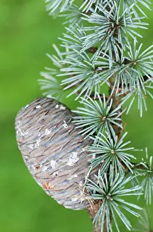 Cedar: Blue atlas cedar, Cedrus atlantica Glauca Group