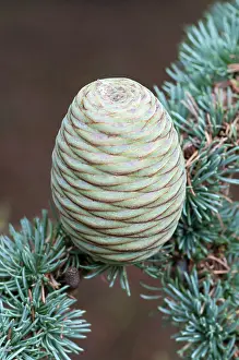 Cedar: Blue atlas cedar, Cedrus atlantica Glauca Group