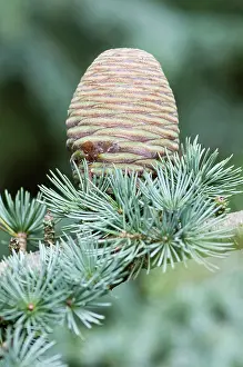 Cedar: Blue atlas cedar, Cedrus atlantica Glauca Group
