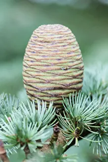 Cedar: Blue atlas cedar, Cedrus atlantica Glauca Group