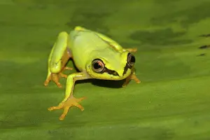 Madagascar: Blue-back reed frog (Heterixalus madagascariensis)