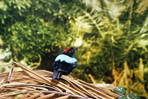 Gillean White: Blue-backed Manakin - found in Tabago