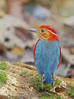 Bornean: Blue Banded Pitta Erythropitta arquata Sabah, Ma