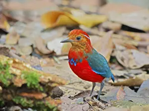 Bornean: Blue Banded Pitta Erythropitta arquata Sabah, Ma
