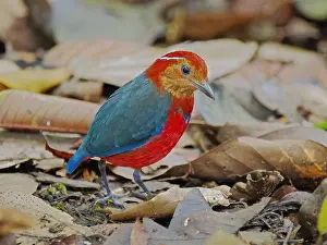 Bornean: Blue Banded Pitta Erythropitta arquata Sabah, Ma