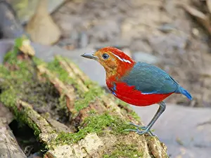 Malaysia: Blue Banded Pitta Erythropitta arquata Sabah, Ma