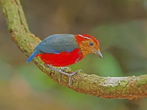 Malaysia: Blue Banded Pitta Erythropitta arquata Sabah, Ma